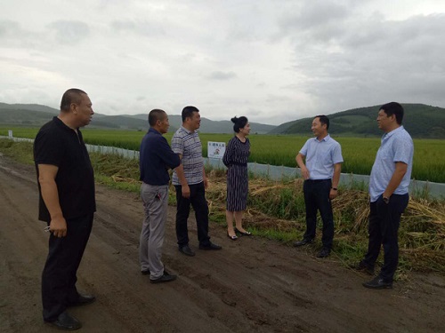 黑龙江鸡西市鸡东县哈达镇青山村稻田地位于哈达河水库下游,这里