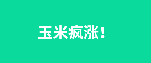 【独家】玉米疯涨！