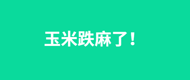 【獨家】玉米跌麻了！