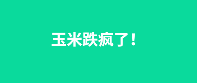 【独家】玉米跌疯了！