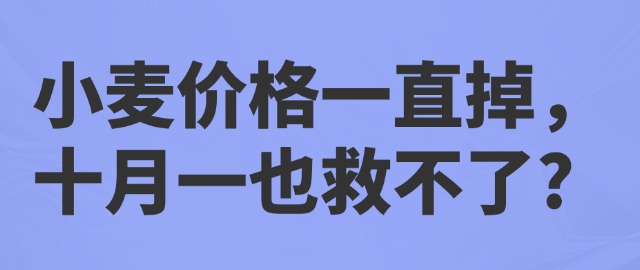 【独家】小麦价格一直掉，十月一也救不了？