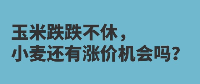 【独家】玉米跌跌不休，小麦还有涨价机会吗？