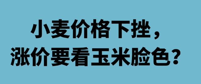 【独家】小麦价格下挫，涨价要看玉米脸色？