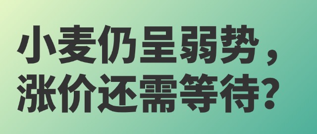 【獨家】小麥仍呈弱勢，漲價還需等待？