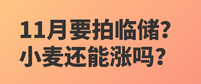 【独家】11月要拍临储？小麦还能涨吗？