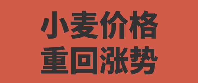 【独家】小麦价格重回涨势